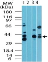 Anti-MAPKAP1 Rabbit Polyclonal Antibody