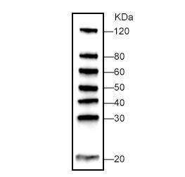 WB-MASTER Protein Standard