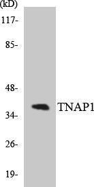 Western blot analysis of the lysates from 293 cells using Anti-TNAP1 Antibody