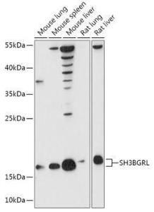 Western blot analysis of extracts of various cell lines, using Anti-SH3BGRL Antibody (A307967) at 1:1,000 dilution The secondary antibody was Goat Anti-Rabbit IgG H&L Antibody (HRP) at 1:10,000 dilution Lysates/proteins were present at 25 µg per lane