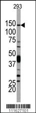 Anti-PI3KCD Rabbit Polyclonal Antibody