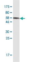 Anti-DEF6 Mouse Monoclonal Antibody [clone: 1F2]