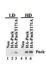 Anti-PNCK Rabbit Polyclonal Antibody (PE (Phycoerythrin))