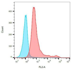 Surface staining of CD161 in rat splenocytes with Anti-CD161 Antibody (A85634)