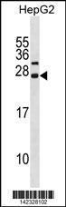 Anti-CDKN3 Rabbit Polyclonal Antibody (PE (Phycoerythrin))