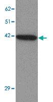 Anti-ZBTB6 Rabbit Polyclonal Antibody