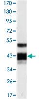 Anti-PROZ Mouse Monoclonal Antibody [clone: 2B4]