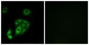 Antibody anti-CNTN5 100 µg