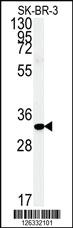 Anti-FAM92A1 Rabbit Polyclonal Antibody