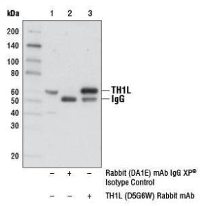 Anti-NELFCD Rabbit Monoclonal Antibody [clone: 13G73]