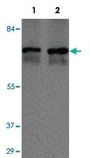 Anti-ZBTB7A Rabbit Polyclonal Antibody