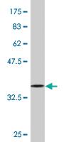 Anti-PURA Mouse Monoclonal Antibody [clone: 3A9]