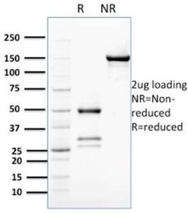 Anti-Bcl2L2 antibody