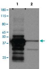 Anti-MBD3 Rabbit Polyclonal Antibody