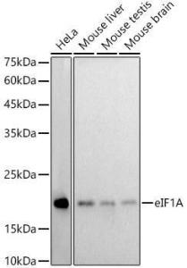 Western blot analysis of extracts of various cell lines, using Anti-eIF1A Antibody [ARC2941] (A306703) at 1:1,000 dilution