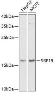 Antibody anti-SRP19 100 µl