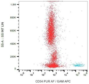 Cell surface staining of CD34 in human peripheral blood with Anti-CD34 Antibody (A85659)