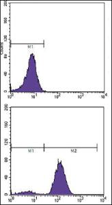 Anti-KLK3 Mouse Monoclonal Antibody [clone: 5A11E9,5A11E2]