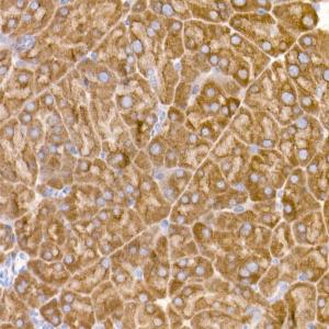 Immunohistochemistry analysis of paraffin-embedded mouse pancreas using Anti-eIF1A Antibody [ARC2941] (A306703) at a dilution of 1:50 (40X lens). Perform high pressure antigen retrieval with 10 mM citrate buffer pH 6.0 before commencing with IHC staining protocol