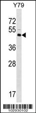 Anti-LYVE1 Rabbit Polyclonal Antibody