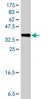 Anti-NAGLU Mouse Polyclonal Antibody