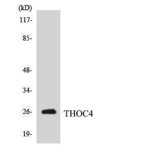 Antibody anti-THOC4 A97158-100 100 µg