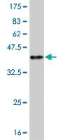 Anti-ARID3A Mouse Monoclonal Antibody [clone: 1A11]