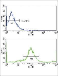 Anti-ERBB2 Rabbit Polyclonal Antibody