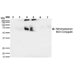 Western blot analysis of 6-Nitrotryptophan-BSA Conjugate showing detection of 67 kDa Nitrotryptophan protein using Anti-Nitrotryptophan Antibody [4F8] (A304724) at 1:1,000 for 2 hours at room temperature