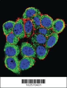 Anti-PML Rabbit Polyclonal Antibody