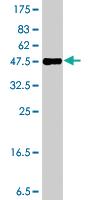 Anti-FMN2 Mouse Polyclonal Antibody