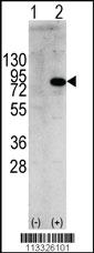 Anti-PIK3R1 Rabbit Polyclonal Antibody