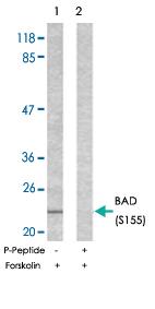 Anti-BAD Rabbit Polyclonal Antibody