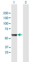 Anti-HSPA13 Mouse Polyclonal Antibody