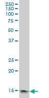 Anti-PFN1 Mouse Polyclonal Antibody