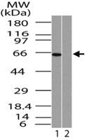 Anti-RELA Rabbit Polyclonal Antibody