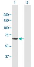 Anti-CHAF1B Mouse Polyclonal Antibody