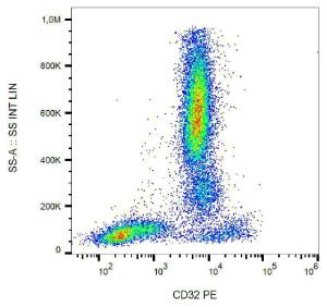 Surface staining of human peripheral blood with Anti-CD32 Antibody (A85673)