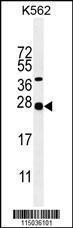 Anti-GAL Rabbit Polyclonal Antibody (FITC (Fluorescein Isothiocyanate))