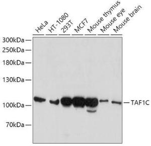 Western blot analysis of extracts of various cell lines, using Anti-TAF1C Antibody (A12013) at 1:1,000 dilution. The secondary antibody was Goat Anti-Rabbit IgG H&L Antibody (HRP) at 1:10,000 dilution.