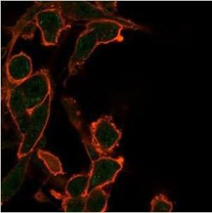 Anti-Bcl2L2 antibody