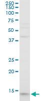 Anti-PFN1 Mouse Polyclonal Antibody