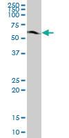 Anti-CHAF1B Mouse Polyclonal Antibody