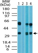 Anti-TAAR1 Rabbit Polyclonal Antibody