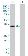 Anti-SIRT4 Mouse Polyclonal Antibody