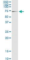 Anti-BAIAP2 Polyclonal Antibody Pair