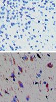 Anti-TAAR1 Rabbit Polyclonal Antibody