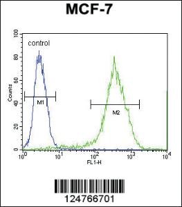 Anti-RT33 Rabbit Polyclonal Antibody