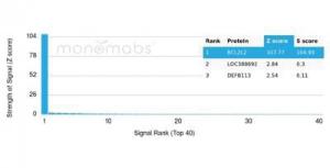 Anti-Bcl2L2 antibody