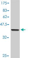 Anti-SP1 Mouse Polyclonal Antibody